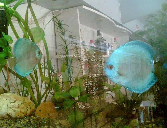 freshwater fish - symphysodon sp. - blue diamond discus stocking in 120 gallons tank - Blue Daimond Pair