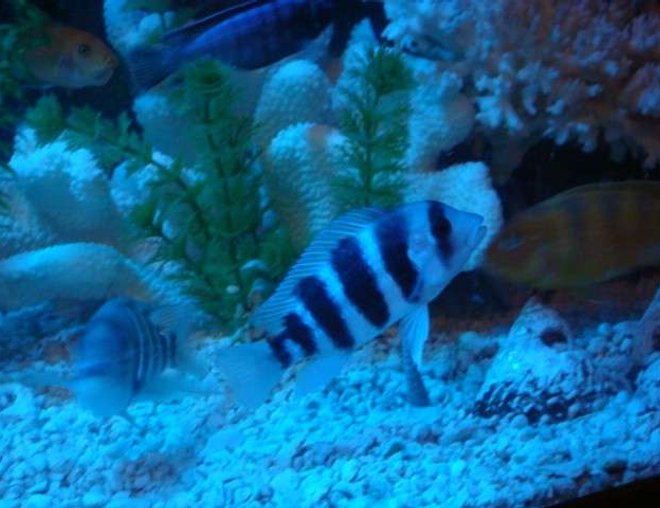 freshwater fish - cyphotilapia frontosa - frontosa cichlid stocking in 125 gallons tank - One of my Frontosa's. He's starting to develop his bump a little bit.