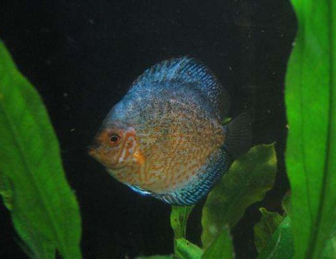 freshwater fish - symphysodon spp. - snakeskin discus stocking in 190 gallons tank - discus4