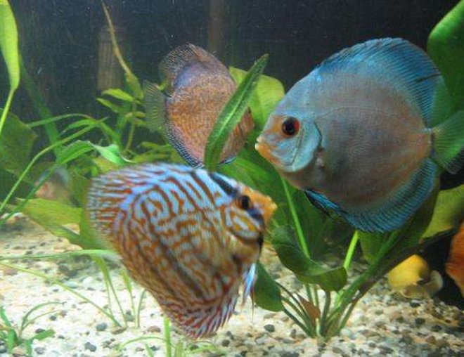 freshwater fish - symphysodon sp. - ocean green discus stocking in 190 gallons tank - discus 5