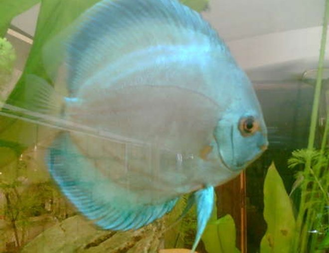 freshwater fish - symphysodon sp. - blue diamond discus stocking in 120 gallons tank - Blue Diamond Male