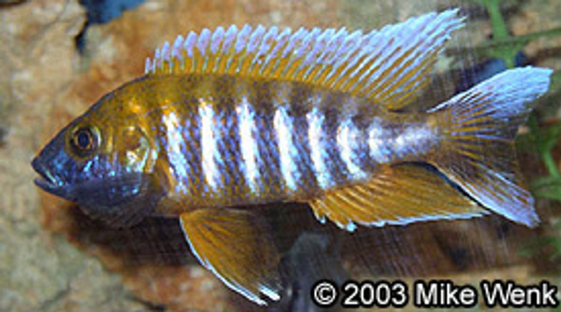 Rated #792: Freshwater Fish - Aulonocara Jacobfreibergi - African Butterfly Peacock - 5" African Cichlid - (Aulonocara Jacobfreibergi) in 72 Gal bowfront.