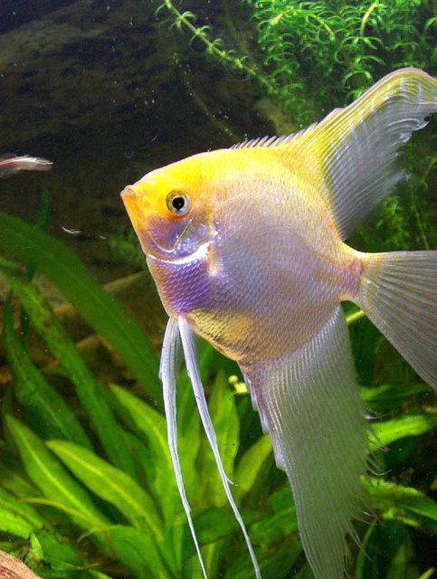 Rated #889: Freshwater Fish - Pterophyllum Sp. - Silver Angel