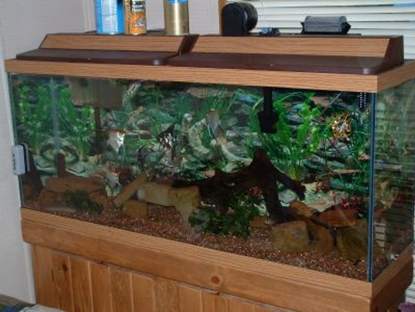 Rated #2328: Freshwater Fish - Pterophyllum Sp. - Koi Angel