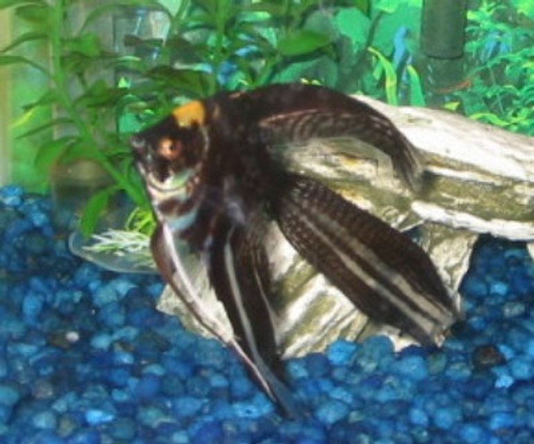 Rated #2218: Freshwater Fish - Pterophyllum Sp. - Marble Veil Angel