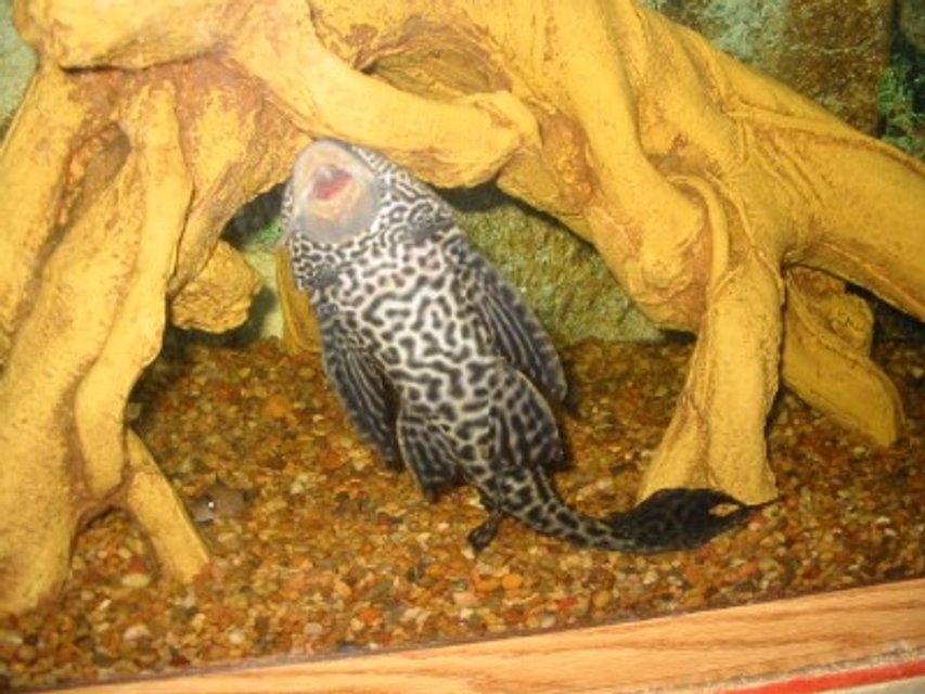 Rated #1473: Freshwater Fish - Glyptoperichthys Gibbiceps - Sailfin Pleco (l-83)