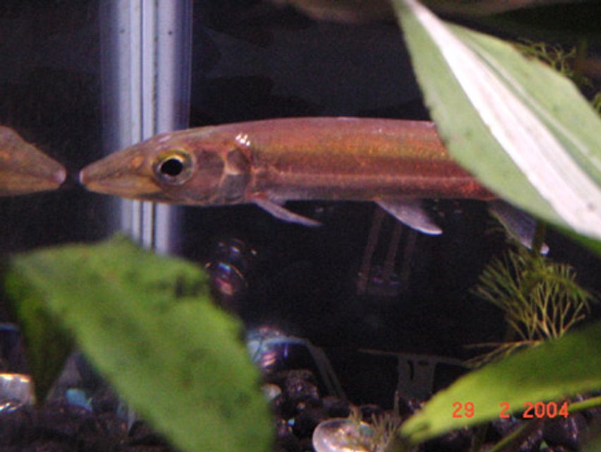 Rated #2043: Freshwater Fish - Acestrorhynchus Falcatus - Red Tail Barracuda - I have a 20 gallon freshwater tank.  I have one green barracuda, one zebra pleco, one gold nugget pleco, one mono, three small parrot fish that my adult parrot fish gave birth to and various communal fish (mollys, green tiger barbs, skirted tetras).
