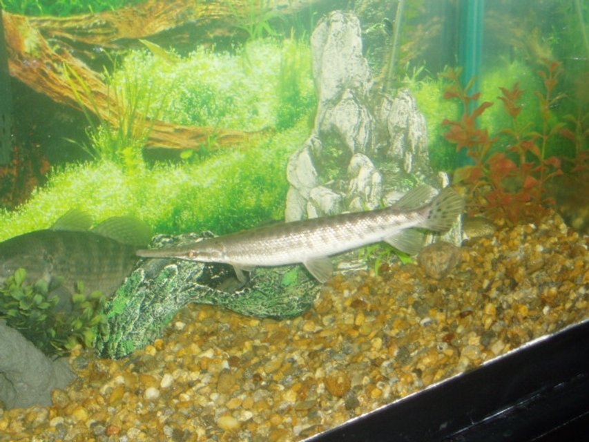 Rated #2025: Freshwater Fish - Xenentodon Cancila - Needle Nose Gar