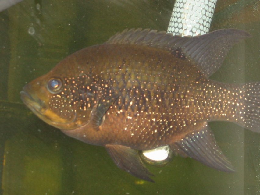 Rated #2298: Freshwater Fish - Herichthys Cynoguttatus - Texas Cichlid