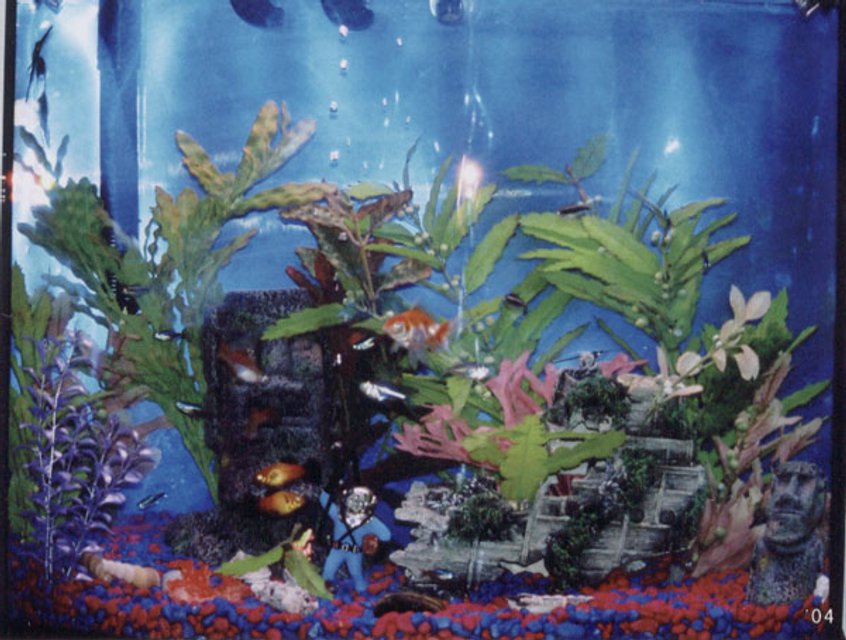 Rated #2388: Freshwater Fish - Carassius Auratus - Goldfish - I currently have 5 Fresh water tanks in my home.