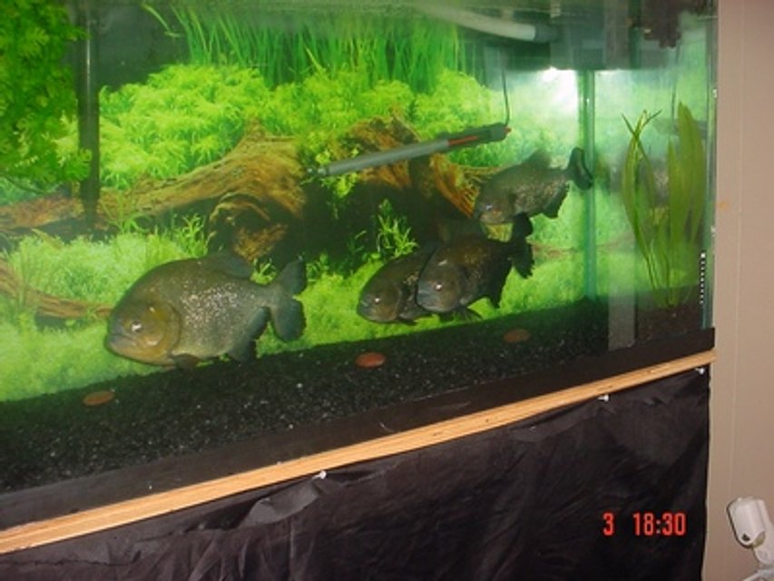 Rated #2111: Freshwater Fish - Piaractus Brachypomum - Red Belly Pacu - 125 Gallon 4 Caribe ranging from 9.5"TL.-12.5"TL.