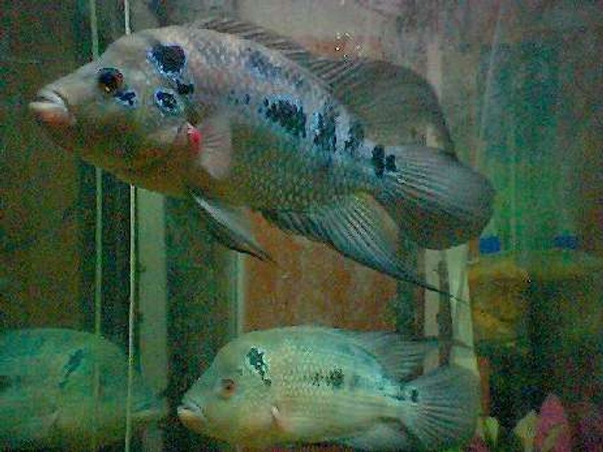 Rated #1943: Freshwater Fish - Aequidens Rivulatus - Green Terror Stocking In 40 Gallons Tank - flowerhorn