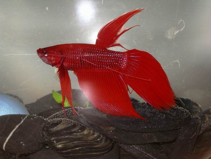 Rated #1672: Freshwater Fish - Betta Splendens - Betta - Male