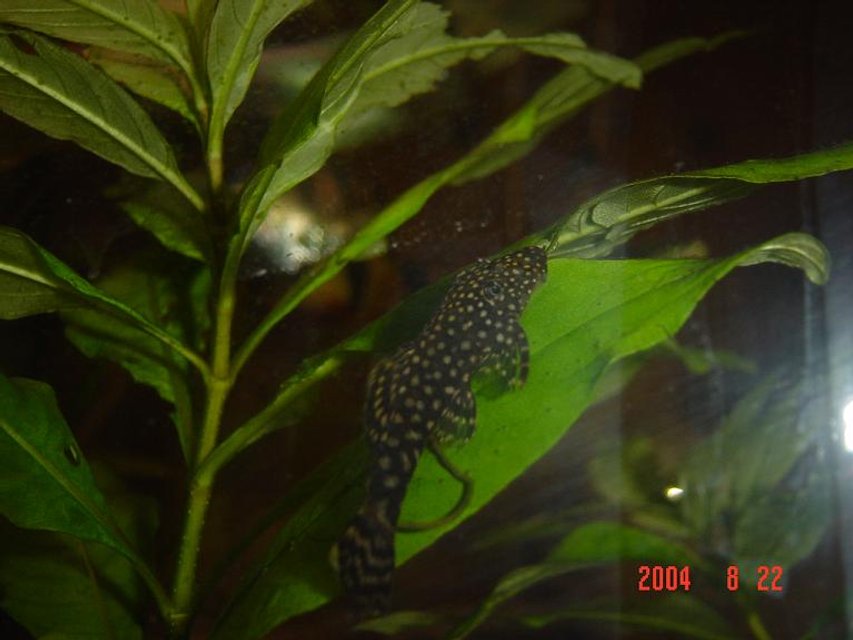 Rated #2120: Freshwater Fish - Parancistrus Sp. - Peppermint Plecostomus (l-31) Stocking In 50 Gallons Tank - I keep one tiger oscar and a 18inch(45cm) cube community tank with angels, catfish, gouramis, clown loaches etc.

I live in Sydney, Australia