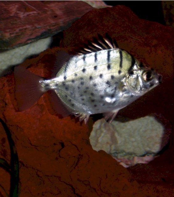 Rated #1362: Freshwater Fish - Gymnocorymbus Sp. - Black Skirt Tetra