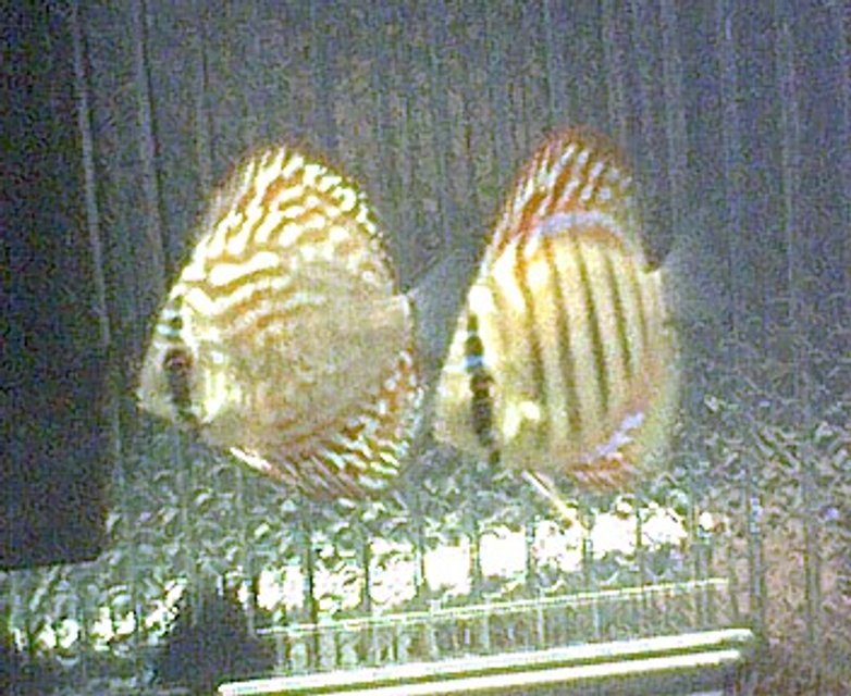 Rated #2083: Freshwater Fish - Symphysodon Aequifasciata Sp. - Discus