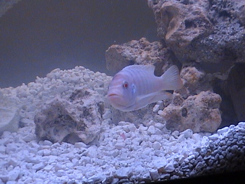 Rated #1174: Freshwater Fish - Snow White Zebra Cichlid - ?????