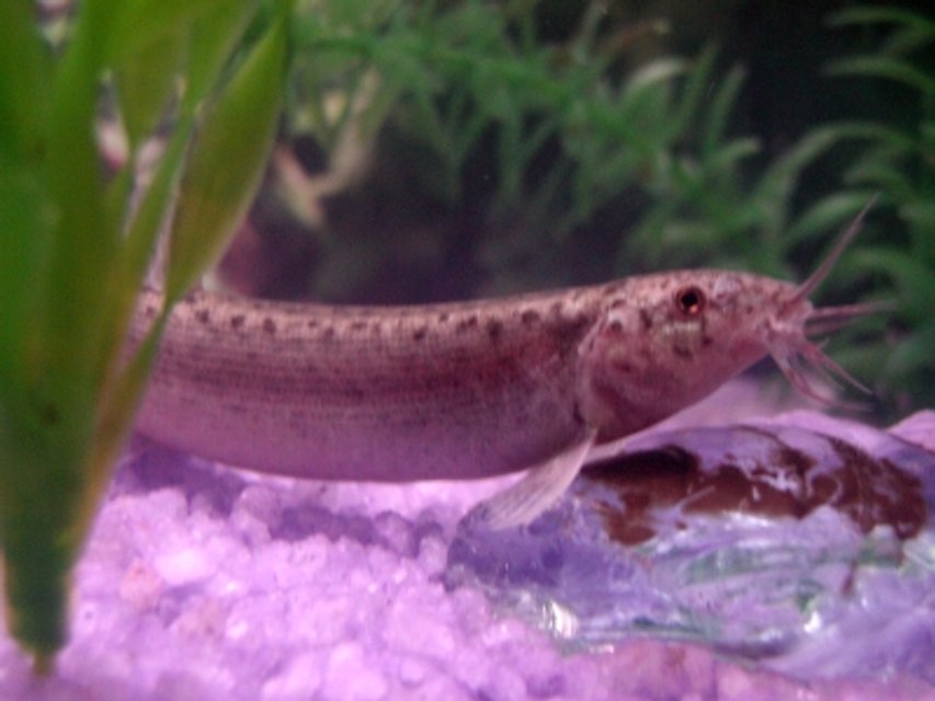 Rated #1566: Freshwater Fish - Misgurnus Anguillicaudatus - Dojo Loach Stocking In 10 Gallons Tank - My Dojo Loch from another tank
