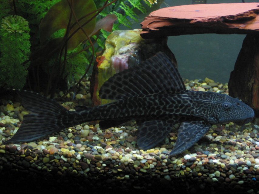 Rated #1038: Freshwater Fish - Glyptoperichthys Gibbiceps - Sailfin Pleco (l-83) Stocking In 55 Gallons Tank - pl*co