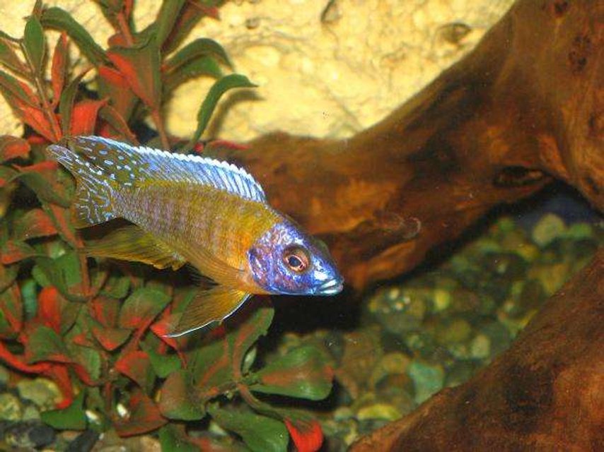 Rated #1155: Freshwater Fish - Aulonocara Rubescens - Ruby Red Peacock Stocking In 75 Gallons Tank - my peacock