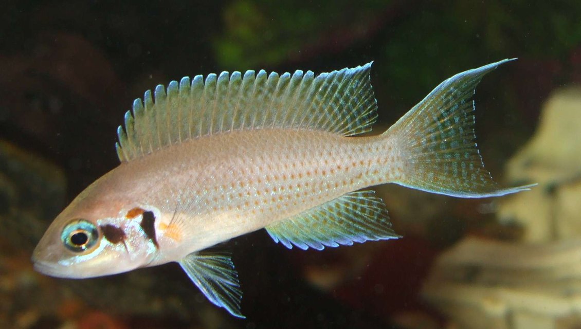 Rated #293: Freshwater Fish - Neolamprologus Brichardi - Brichardi Cichlid Stocking In 90 Gallons Tank - princess cichlid