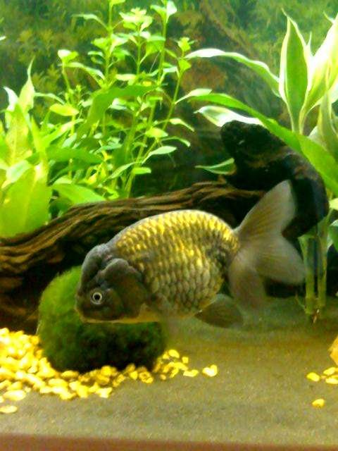 Rated #1776: Freshwater Fish - Carassius Auratus - Ranchu Stocking In 40 Gallons Tank - 'Bumper' a four year old, five inch Black Ranchu. Please don't judge her for being 'just' a goldfish!