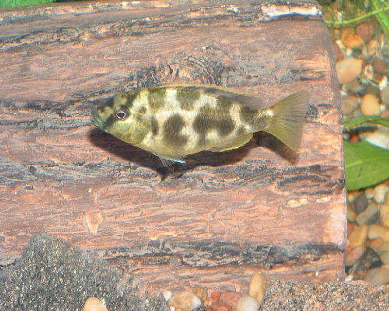 Rated #1628: Freshwater Fish - Nimbochromis Venustus - Giraffe Cichlid Stocking In 55 Gallons Tank - This is my Giraffe Cichlid