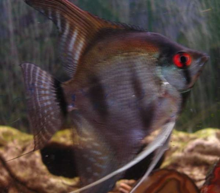 Rated #2143: Freshwater Fish - Pterophyllum Scalare - Assorted Veil Angel Stocking In 18 Gallons Tank - Big Red Eye'd Angel Fish