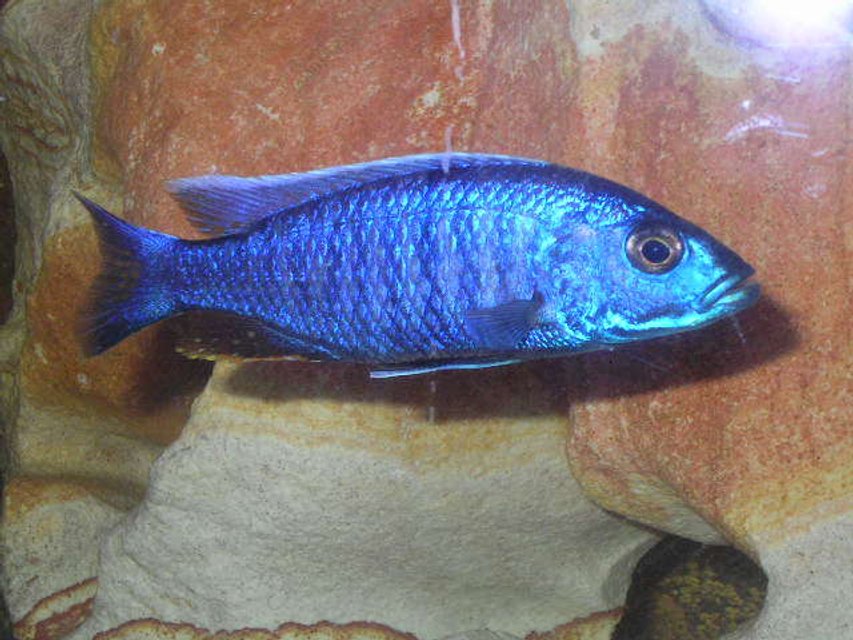Rated #1136: Freshwater Fish - Sciaenochromis Ahli - Electric Blue Cichlid Stocking In 55 Gallons Tank - Brikemond's Electric Blue Ahli Cichlid:  Bloo