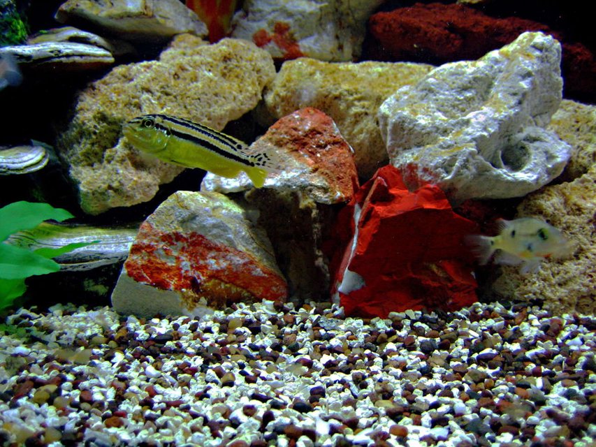 Rated #1674: Freshwater Fish - Melanochromis Auratus - Auratus Cichlid Stocking In 75 Gallons Tank - AURATUS GOLD (Female)