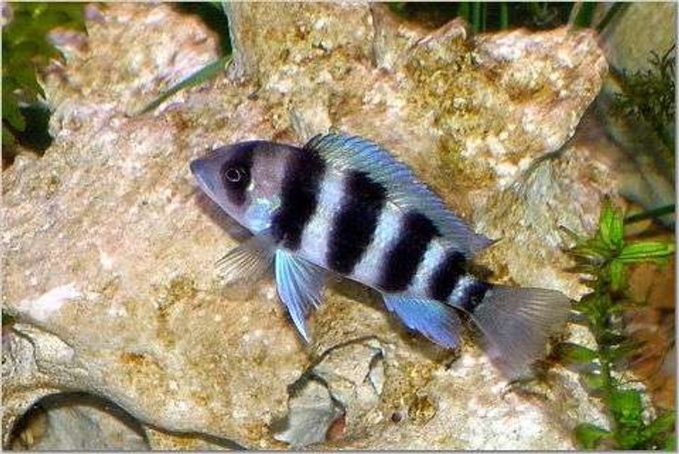 Rated #1256: Freshwater Fish - Cyphotilapia Frontosa - Frontosa Cichlid Stocking In 150 Gallons Tank - Frontosa