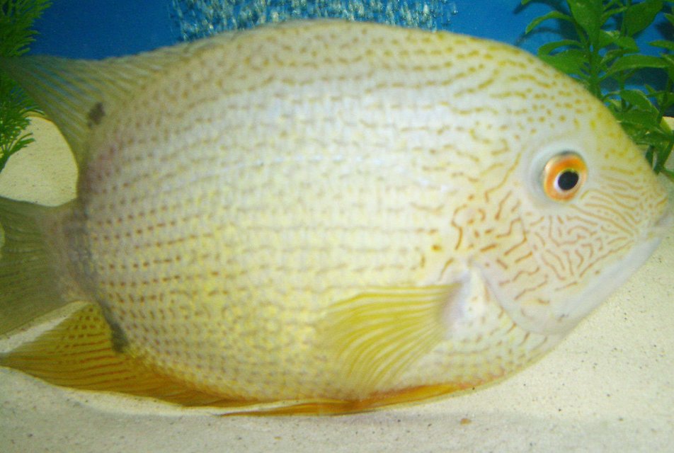 Rated #718: Freshwater Fish - Heros Serverus - Green Severum Stocking In 42 Gallons Tank - severum-green male.