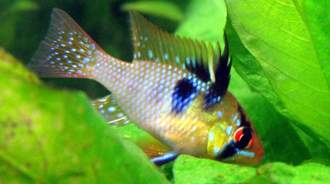 Rated #377: Freshwater Fish - Papiliochromis Ramirezi - German Blue Ram Stocking In 44 Gallons Tank - Blue Ram looking for leftover bloodworms