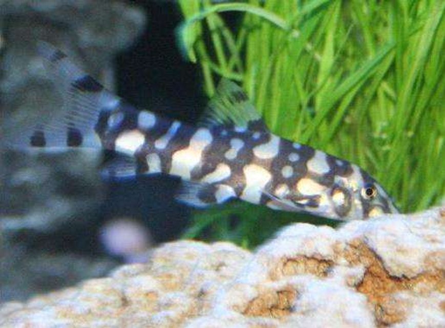 Rated #1447: Freshwater Fish - Botia Kubotai - Polka Dot Loach Stocking In 80 Gallons Tank - Polka Dot Loach