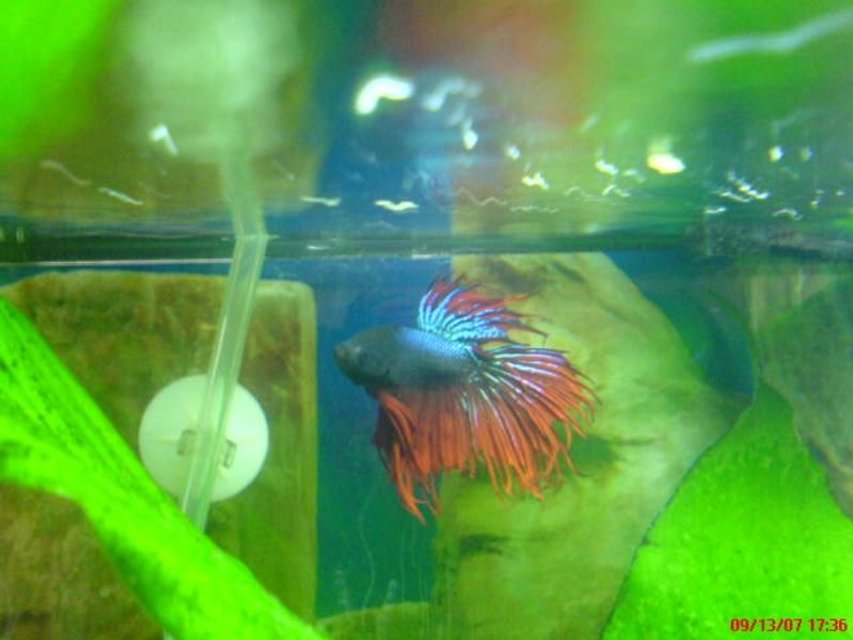 Rated #2039: Freshwater Fish - Betta Splendens - Crown Tail Betta Stocking In 20 Gallons Tank - My Red CrownTail Betta
Very Aggresive
My Favorite