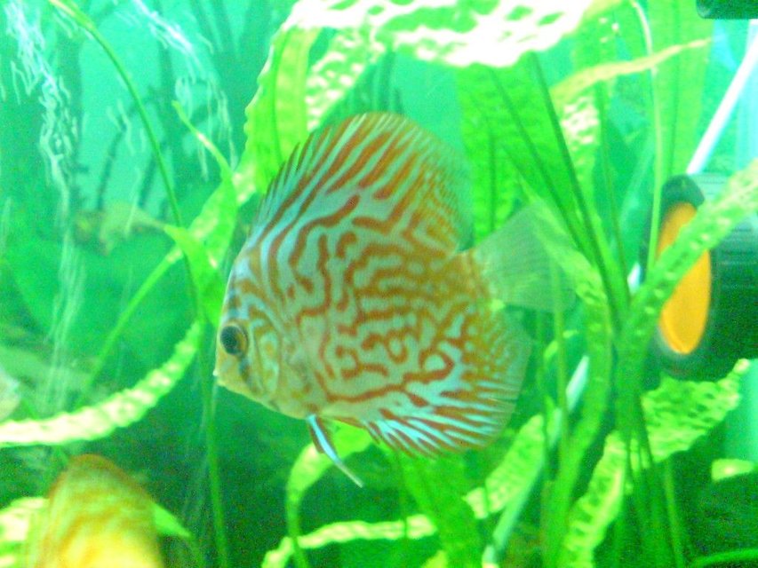 Rated #672: Freshwater Fish - Symphysodon Spp. - Red Turquoise Discus Stocking In 100 Gallons Tank - Beauty