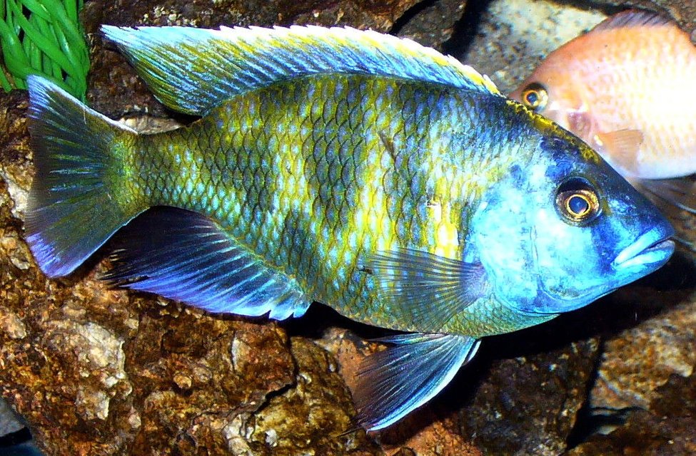 Rated #242: Freshwater Fish - Nimbochromis Venustus - Venustus Cichlid Stocking In 125 Gallons Tank - Fatty