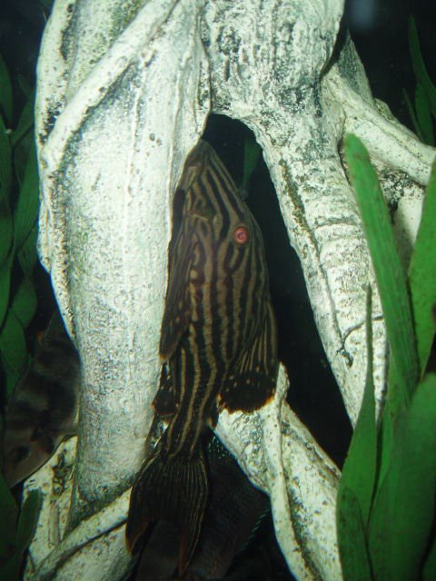 Rated #802: Freshwater Fish - Panaque Nigrolineatus - Gold Royal Pleco (l-027) Stocking In 72 Gallons Tank - Royalty