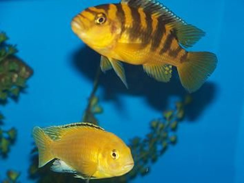 Rated #742: Freshwater Fish - Labidochromis Caeruleus - Electric Yellow Cichlid Stocking In 90 Gallons Tank - friends