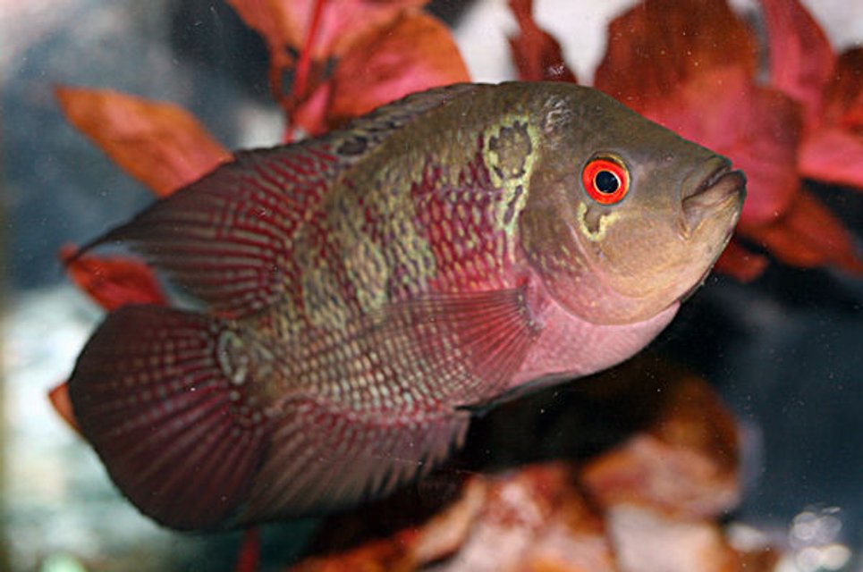 Rated #316: Freshwater Fish - Cichlasoma Sp. - Flower Horn Cichlid Stocking In 20 Gallons Tank - my flowerhorn cichlid, sparky
about 5 inches now.. and a year and 3 months old