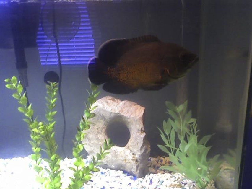 Rated #2034: Freshwater Fish - Astronotus Ocellatus - Red Oscar Stocking In 20 Gallons Tank - Thrasher 7+" Red Oscar