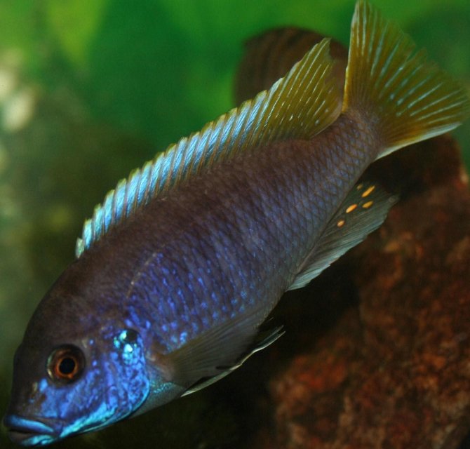 Rated #796: Freshwater Fish - Pseudotropheus Acei - Acei Cichlid Stocking In 29 Gallons Tank - Acei