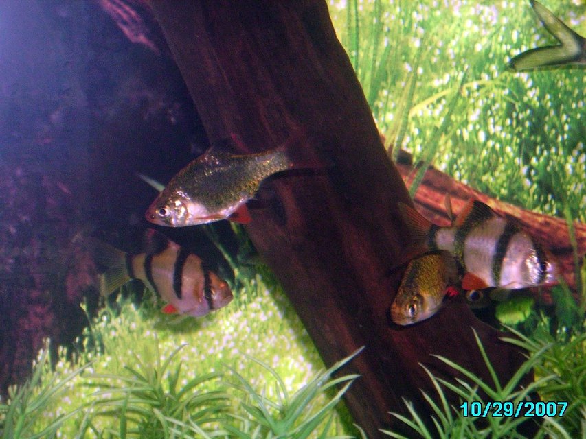 Rated #1782: Freshwater Fish - Puntius Tetrazona - Tiger Barb Stocking In 25 Gallons Tank - Green tiger Barb
Tiger Barb