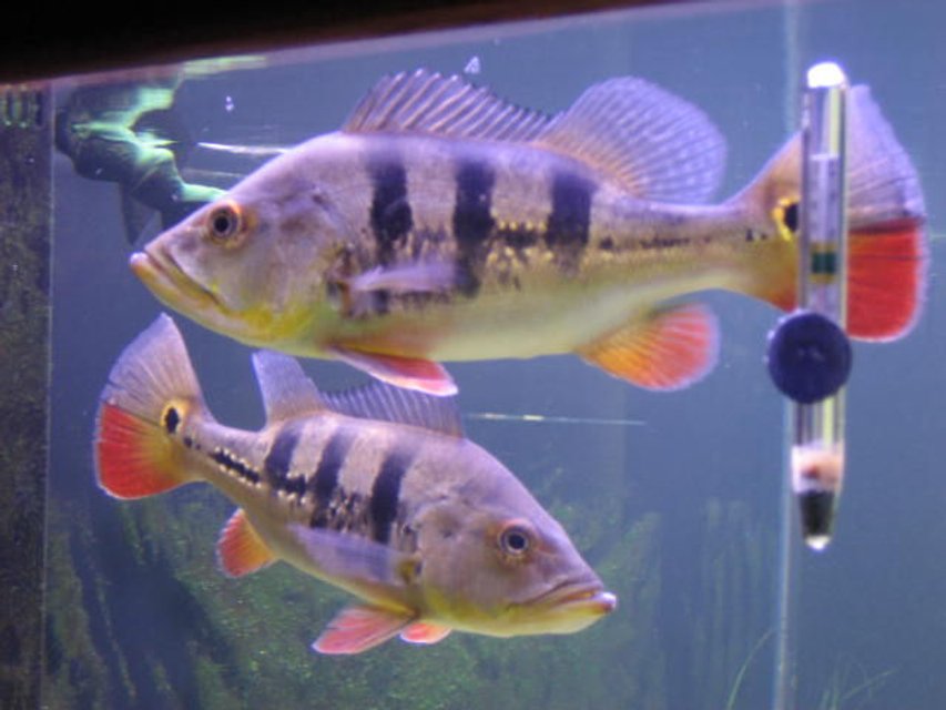 Rated #623: Freshwater Fish - Cichlia Ocellaris - Peacock Bass Stocking In 225 Gallons Tank - Peacock bass.