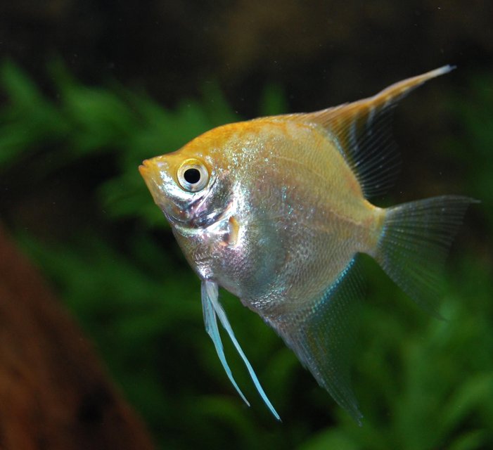 Rated #286: Freshwater Fish - Pterophyllum Sp. - Gold Veil Angel Stocking In 120 Gallons Tank - Angel swimming