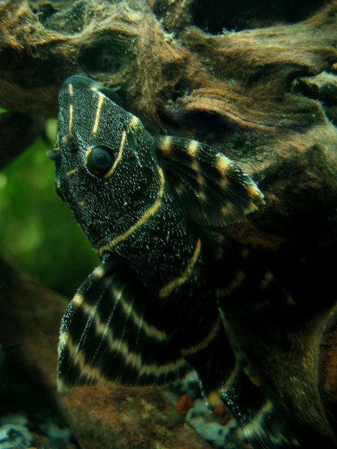 Rated #180: Freshwater Fish - Panaque Sp. - Flash Pleco (l204) Stocking In 55 Gallons Tank - L204