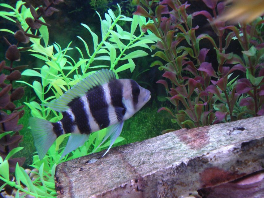Rated #355: Freshwater Fish - Cyphotilapia Frontosa - Frontosa Cichlid Stocking In 90 Gallons Tank - My Frontosa...he's pretty much all day.
