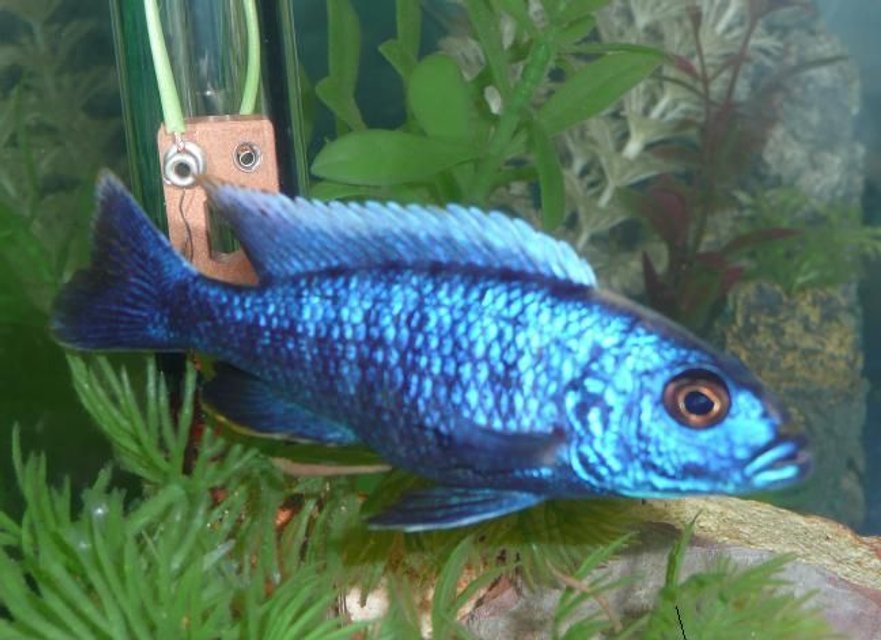 Rated #1180: Freshwater Fish - Sciaenochromis Ahli - Electric Blue Cichlid Stocking In 75 Gallons Tank - My electric Blue......