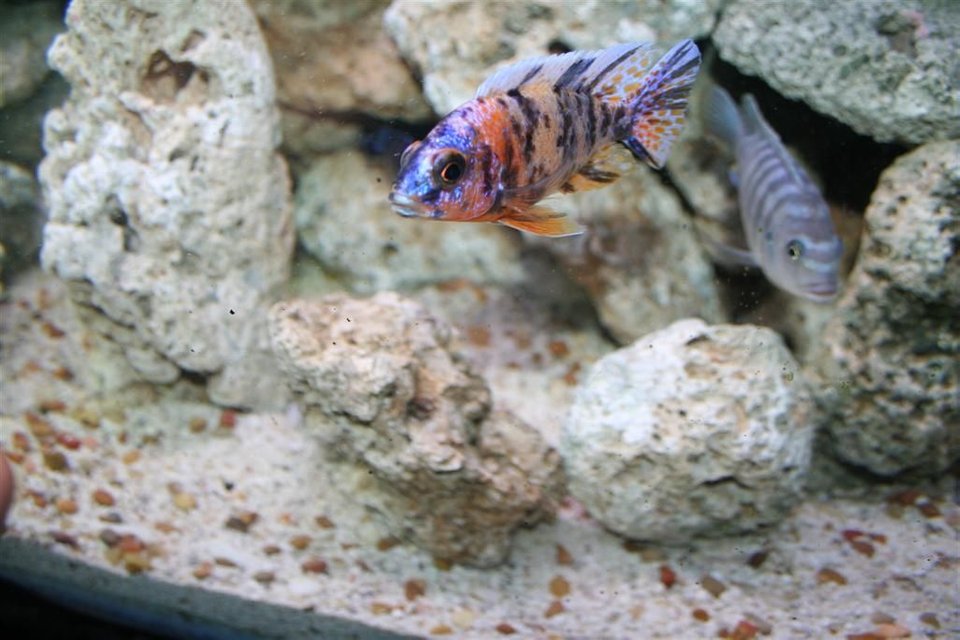 Rated #631: Freshwater Fish - Aulonocara Nyassae Var. - Peacock Cichlid, Orange Blossom Stocking In 110 Gallons Tank - is this a Peacock?