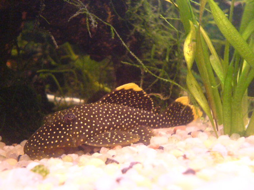Rated #441: Freshwater Fish - Baryancistrus Sp. - Gold Nugget Pleco (l-18) Stocking In 200 Gallons Tank - my golden nugget pleco